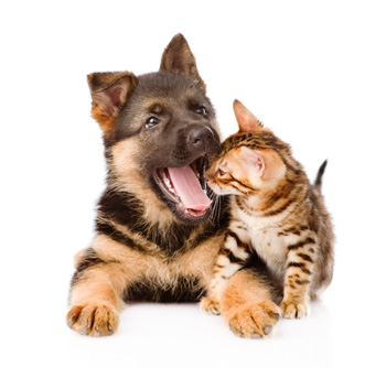 Koiran ja kissan suun tulehdukset.
